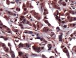 ERK2 Antibody in Immunohistochemistry (IHC)