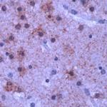 mGluR1 Antibody in Immunohistochemistry (IHC)