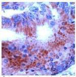 THRA Antibody in Immunohistochemistry (Paraffin) (IHC (P))