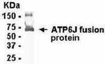 V-ATPase G1 Antibody in Western Blot (WB)