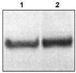 DAB1 Polyclonal Antibody