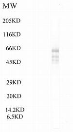 BRWD1 Polyclonal Antibody