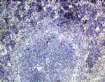 IFNLR1 Polyclonal Antibody