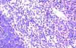 CCR9 Polyclonal Antibody