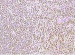 CXCR4 Polyclonal Antibody