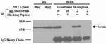 Menin Antibody in Western Blot (WB)
