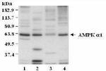 AMPK alpha-1 Polyclonal Antibody