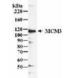 MCM3 Antibody in Western Blot (WB)