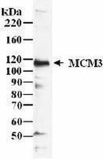 MCM3 Antibody in Western Blot (WB)