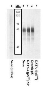 Phospho-GATA4 (Ser105) Antibody in Western Blot (WB)