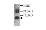 Eotaxin Polyclonal Antibody