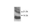CXCL10 Polyclonal Antibody