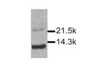 IL-15 Polyclonal Antibody