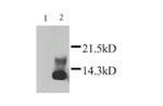 Lymphotactin Polyclonal Antibody