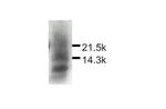 MDC Antibody in Western Blot (WB)