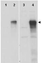 Gli1 Antibody in Western Blot (WB)