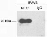 RFX5 Antibody in Immunoprecipitation (IP)