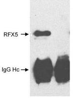 RFX5 Antibody in Immunoprecipitation (IP)