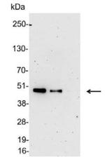 6x-His Tag Polyclonal Antibody, HRP