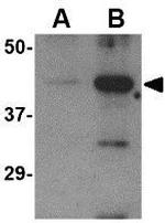 Avian Influenza A HA Polyclonal Antibody
