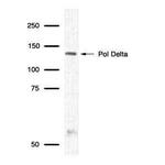 POLD1 Antibody in Western Blot (WB)