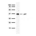 RFC4 Antibody in Western Blot (WB)