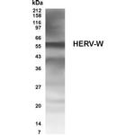 Human Endogenous Retrovirus Polyclonal Antibody
