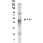 SFRP5 Polyclonal Antibody