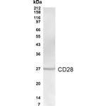 CD28 Polyclonal Antibody