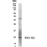 RSV M2 Polyclonal Antibody