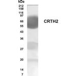 CRTH2 Polyclonal Antibody