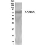 Artemis Polyclonal Antibody