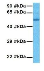 GABRP Antibody in Western Blot (WB)
