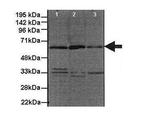 GDI1 Antibody in Western Blot (WB)