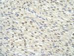GTF2H3 Antibody in Immunohistochemistry (Paraffin) (IHC (P))