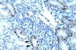 TCFL5 Antibody in Immunohistochemistry (Paraffin) (IHC (P))