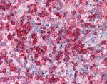 EAP30 Antibody in Immunohistochemistry (Paraffin) (IHC (P))