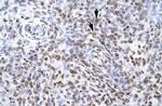 ZNF500 Antibody in Immunohistochemistry (Paraffin) (IHC (P))