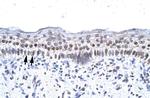 ZNF500 Antibody in Immunohistochemistry (Paraffin) (IHC (P))