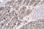 TFCP2L1 Antibody in Immunohistochemistry (Paraffin) (IHC (P))