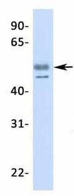 TFCP2L1 Antibody in Western Blot (WB)