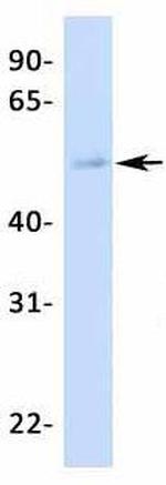 TFCP2L1 Antibody in Western Blot (WB)