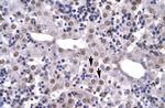 HMGB2 Antibody in Immunohistochemistry (Paraffin) (IHC (P))