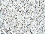 HMGB2 Antibody in Immunohistochemistry (Paraffin) (IHC (P))