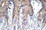 NR4A1 Antibody in Immunohistochemistry (Paraffin) (IHC (P))