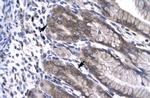 NPAS1 Antibody in Immunohistochemistry (Paraffin) (IHC (P))