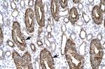 Claudin 8 Antibody in Immunohistochemistry (Paraffin) (IHC (P))