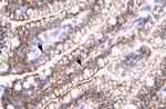 Claudin 8 Antibody in Immunohistochemistry (Paraffin) (IHC (P))