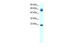 Claudin 8 Antibody in Western Blot (WB)