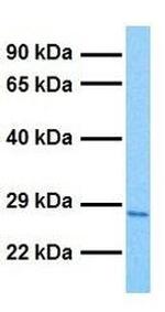 Claudin 8 Antibody in Western Blot (WB)
